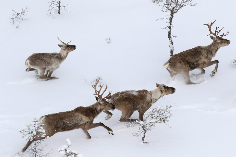 Bringing New LIFE To Finland’s Threatened Wild Reindeer Population ...